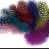 guinea feathers