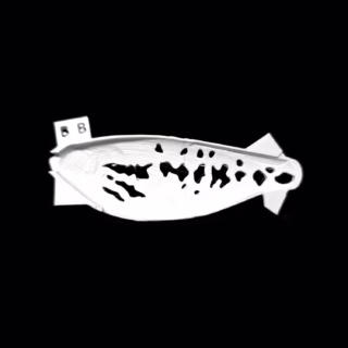 Baby Belly Shad Baby Bass Stencil