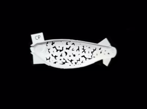 Baby Belly Shad Crappie Stencil